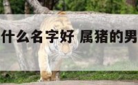 属猪男孩叫什么名字好 属猪的男宝宝取名禁忌