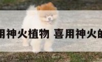 喜用神火植物 喜用神火的人