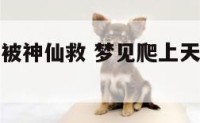 梦见爬上天被神仙救 梦见爬上天被神仙救下来
