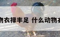 什么动物衣禄丰足 什么动物衣冠禽兽