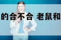 属老鼠跟属龙的合不合 老鼠和属龙的在一起好吗?
