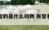 有谋有智的是什么动物 有智有谋的人