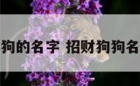 招财狗狗的名字 招财狗狗名字推荐