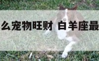 白羊座养什么宠物旺财 白羊座最适合养什么养的猫