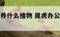 属虎办公室养什么植物 属虎办公室养什么植物最好