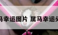 属马幸运图片 属马幸运头像
