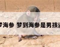 周公解梦海参 梦到海参是男孩还是女孩