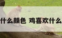 鸡人喜欢什么颜色 鸡喜欢什么颜色最好