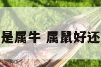 属鼠好还是属牛 属鼠好还是属牛好