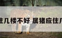 属猪的住几楼不好 属猪应住几楼最好