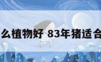 83猪养什么植物好 83年猪适合养什么花