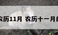 属虎男农历11月 农历十一月的属虎男