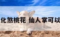 仙人掌可以化煞桃花 仙人掌可以化煞桃花吗