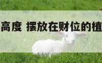 财位放植物高度 摆放在财位的植物高度有讲究吗