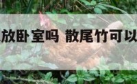 散尾竹可以放卧室吗 散尾竹可以放在阳台上吗