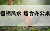 适合办公桌植物风水 适合办公桌放的绿植都有什么