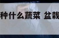 盆栽农历5月种什么蔬菜 盆栽农历5月种什么蔬菜好