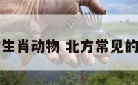 北方农村生肖动物 北方常见的动物生肖