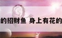 身上有花的招财鱼 身上有花的是什么鱼
