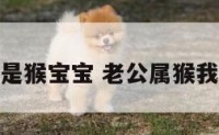 老公属猴又是猴宝宝 老公属猴我属猴好不好