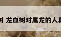 属牛龙血树 龙血树对属龙的人真的不好吗