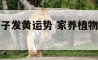 家里植物叶子发黄运势 家养植物叶子发黄怎么办