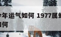 属蛇的今年运气如何 1977属蛇48岁以后运气如何