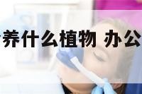 办公室最适合养什么植物 办公室适合养什么植物?