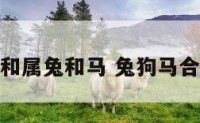属狗和属兔和马 兔狗马合不合