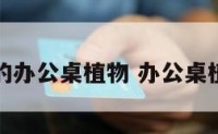 寓意好的办公桌植物 办公桌植物推荐
