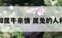 属兔和属牛亲情 属兔的人和属牛