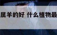 什么植物对属羊的好 什么植物最旺属羊的女人