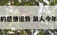 属鼠今年的感情运势 鼠人今年感情运势