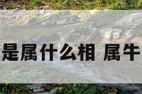 属牛的是属什么相 属牛的属啥