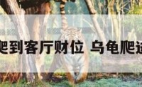 乌龟喜欢爬到客厅财位 乌龟爬进卧室寓意