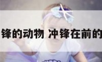 冲前锋的动物 冲锋在前的生肖