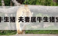夫妻属牛生猪 夫妻属牛生猪宝宝好吗