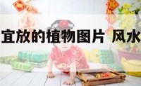 风水房间不宜放的植物图片 风水不好的房间有哪些特征