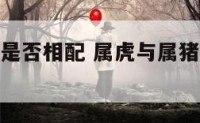 属虎与属猪是否相配 属虎与属猪是否相配婚姻