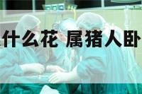 属猪人卧室摆什么花 属猪人卧室摆什么花最旺财