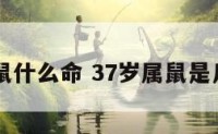 37岁属鼠什么命 37岁属鼠是几几年的
