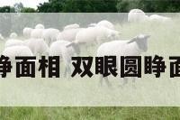 双眼圆睁面相 双眼圆睁面相分析