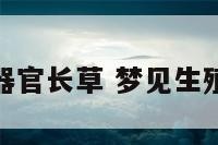 梦见生殖器官长草 梦见生殖长了东西