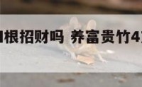 富贵竹养四根招财吗 养富贵竹4支放哪个方向好