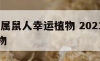2018年属鼠人幸运植物 2021年属鼠幸运植物