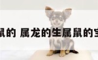 龙生属鼠的 属龙的生属鼠的宝宝好吗