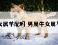 男属牛女属羊配吗 男属牛女属羊合婚吗