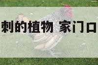 门上可以放带刺的植物 家门口能养带刺的花吗