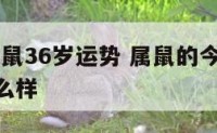 2020属鼠36岁运势 属鼠的今年36岁财运怎么样