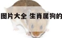 生肖属狗的图片大全 生肖属狗的图片大全可爱